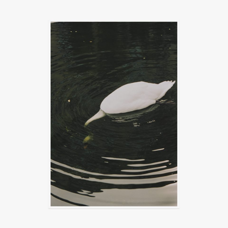 Светлана Топунова — Swan, 2025
