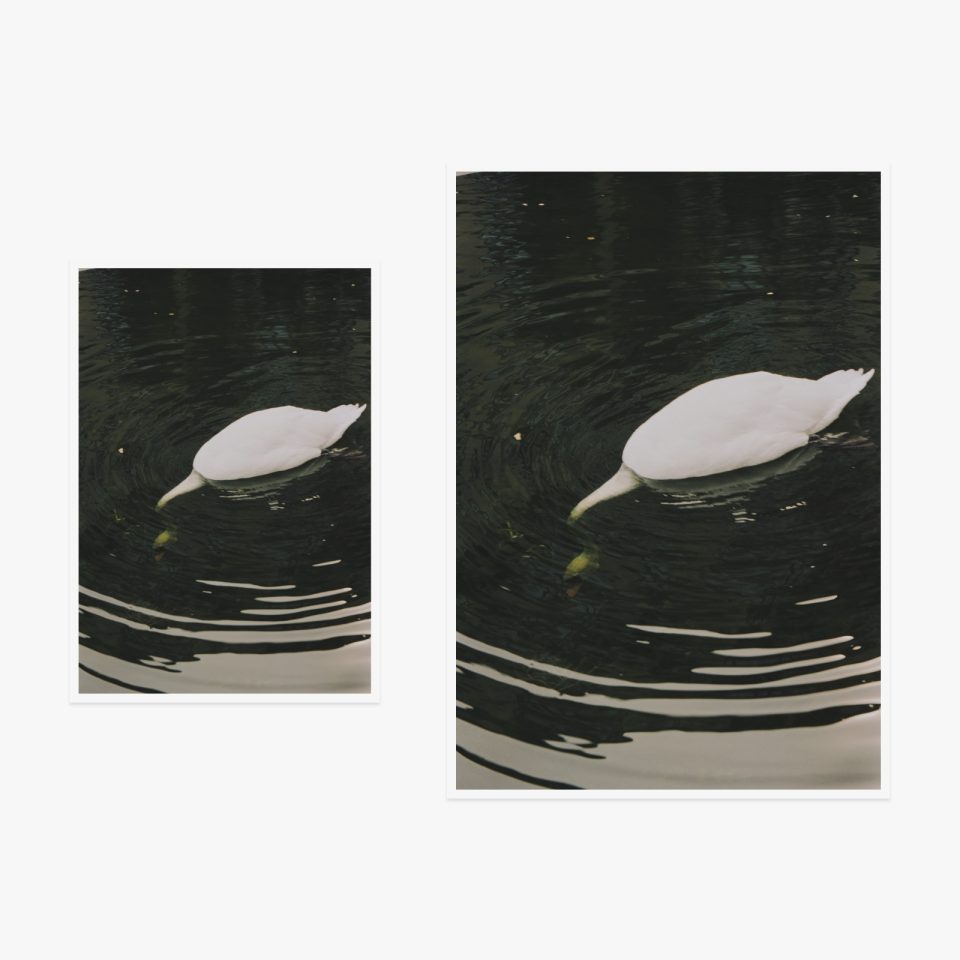 Svetlana Topunova — Swan, 2025