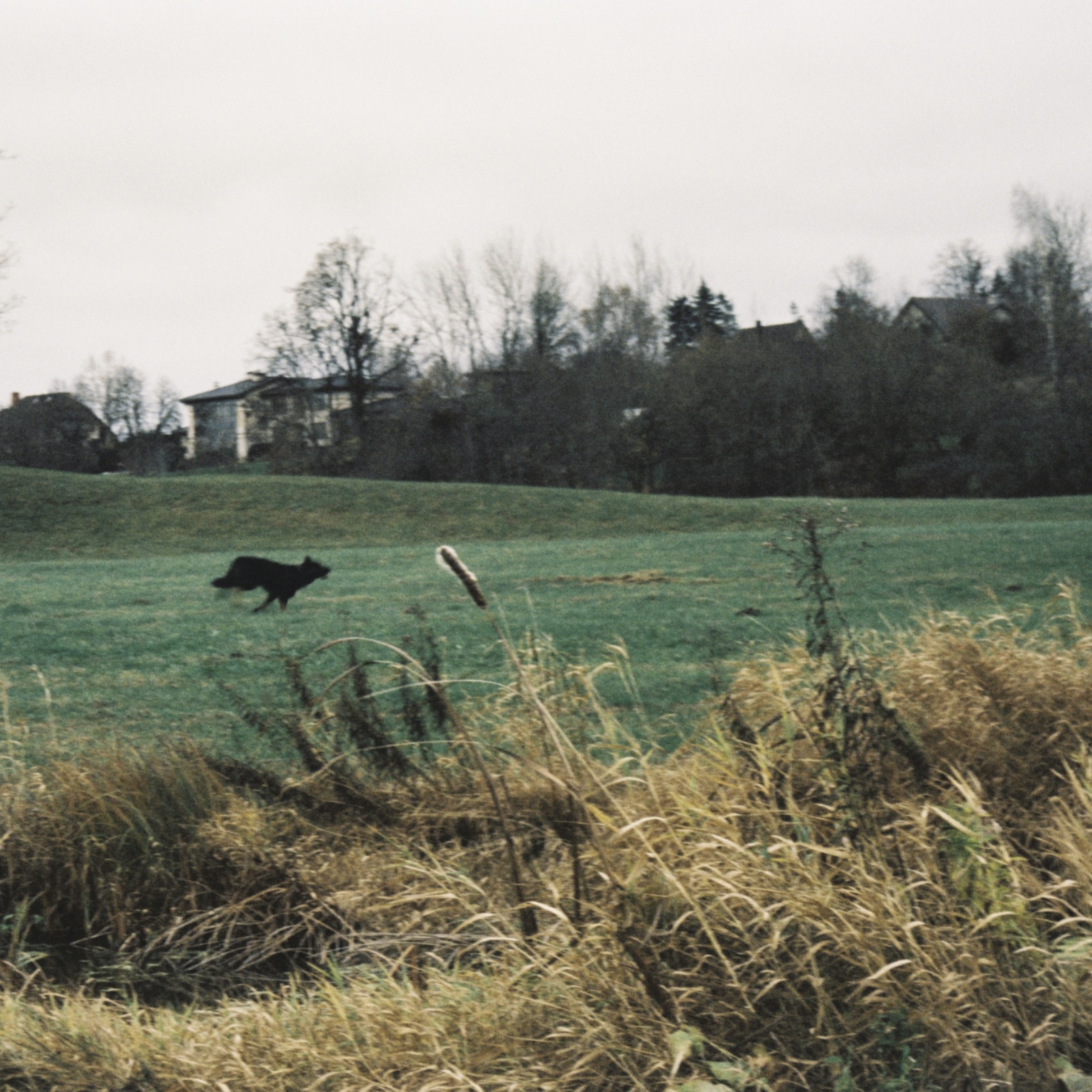 Светлана Топунова - A black dog running