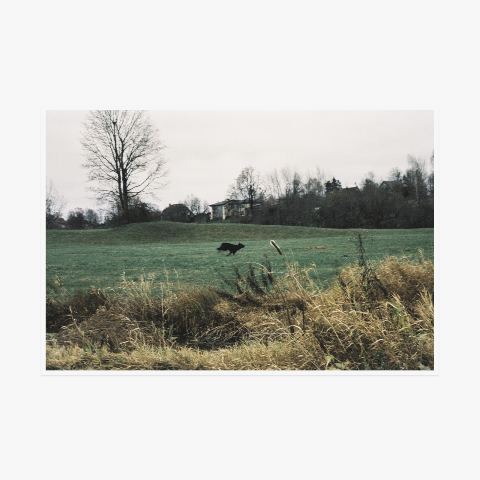 Светлана Топунова - A black dog running