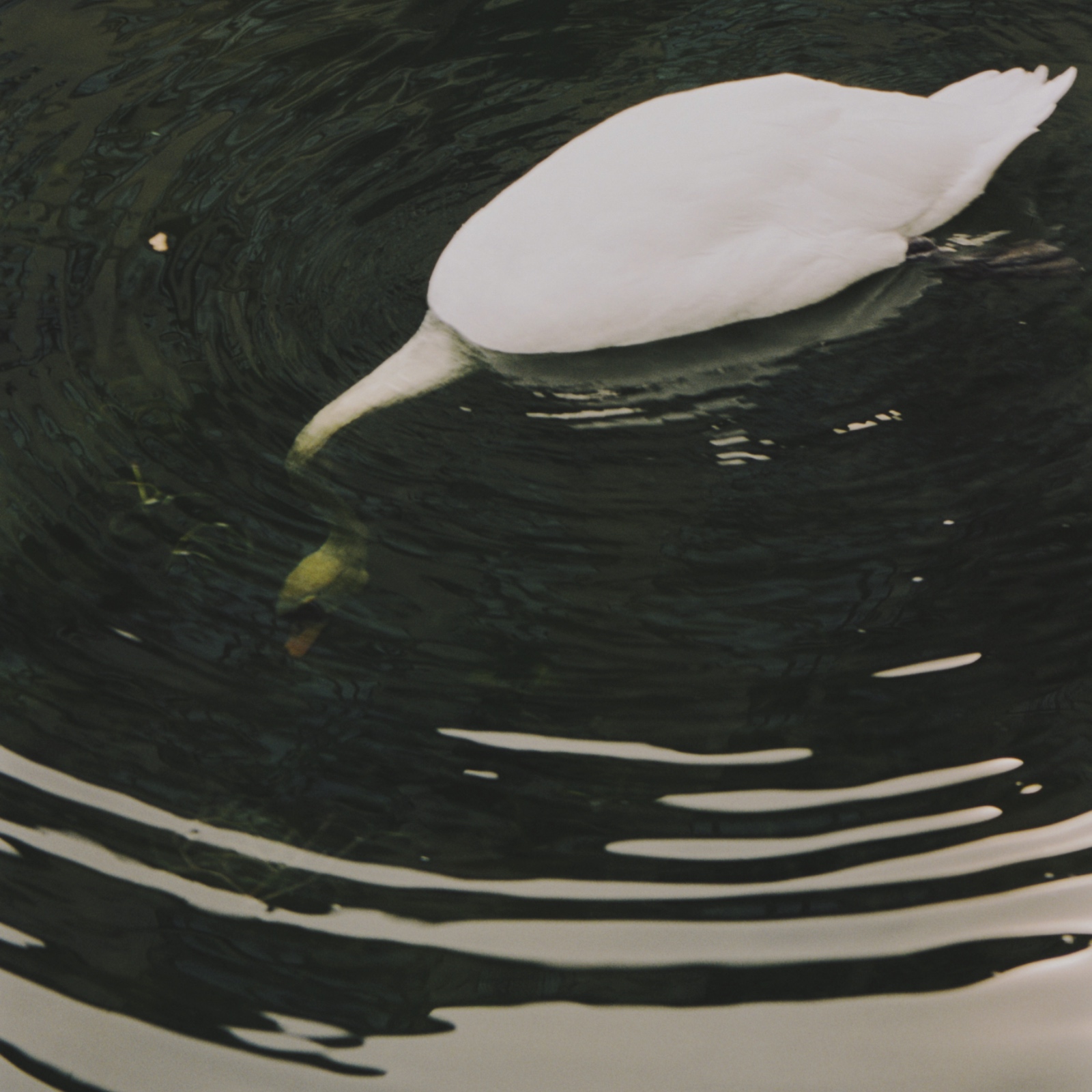 Светлана Топунова - Swan