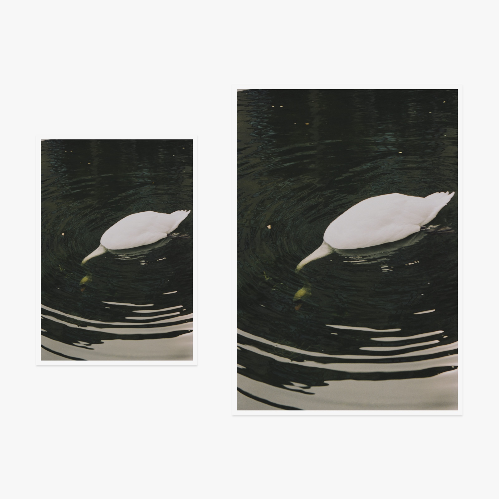 Светлана Топунова - Swan