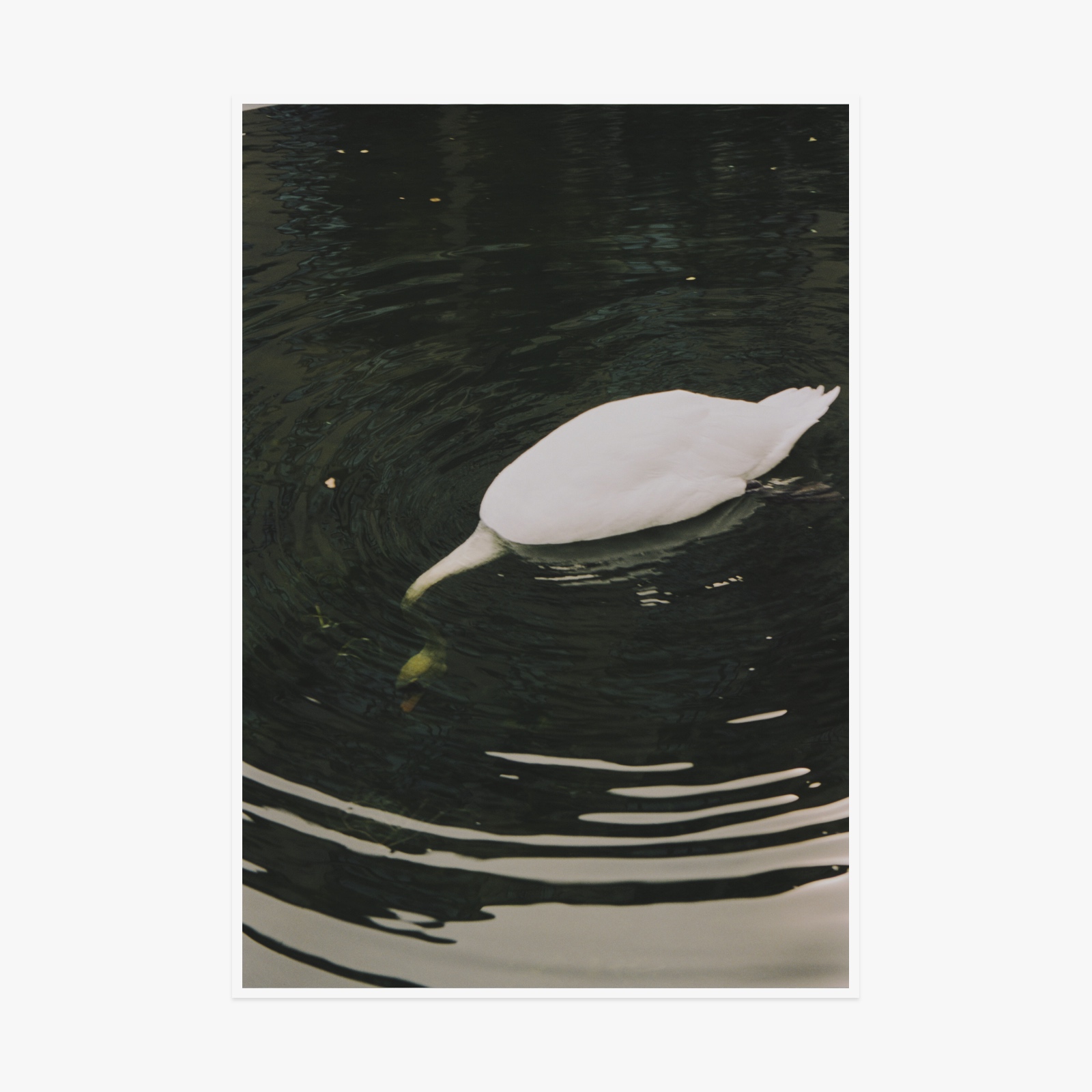 Светлана Топунова - Swan